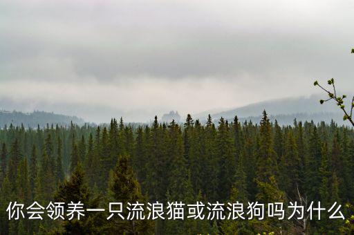 你會(huì)領(lǐng)養(yǎng)一只流浪貓或流浪狗嗎為什么