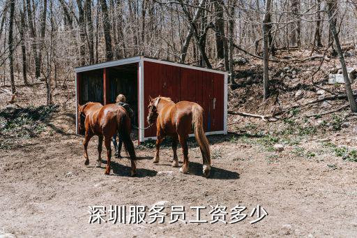 深圳普通行政多少工資待遇,深圳服務員工資多少