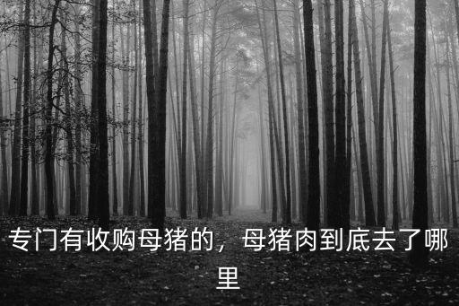 專門有收購母豬的，母豬肉到底去了哪里