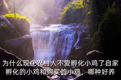 為什么現(xiàn)在農(nóng)村人不愛孵化小雞了自家孵化的小雞和購買的小雞，哪種好養(yǎng)