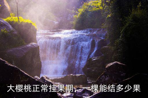 大櫻桃正常掛果期，一棵能結多少果