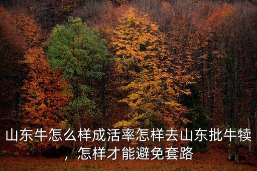 山東牛怎么樣成活率怎樣去山東批牛犢，怎樣才能避免套路