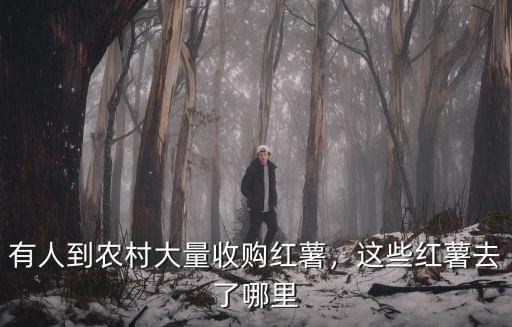 陽江哪里賣紅薯好,哪里有比較好一點(diǎn)的紅薯種苗