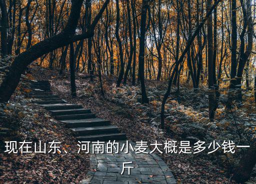 山東德州夏津小麥多少錢一斤,今年小麥預(yù)計漲到多少錢一斤