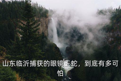 山東臨沂捕獲的眼鏡王蛇，到底有多可怕