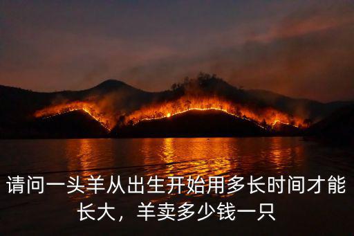 請問一頭羊從出生開始用多長時間才能長大，羊賣多少錢一只