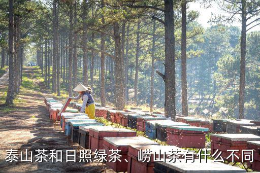 泰山茶和日照綠茶、嶗山茶有什么不同