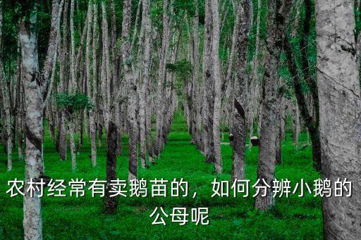 廣州哪里有賣小鵝苗的,如何分辨小鵝的公母呢