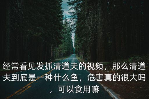 東莞河道清道夫怎么那么多,清道夫怎么吃才美味