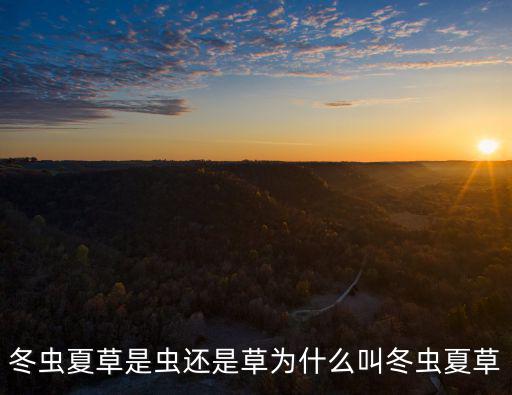 寧波冬蟲夏草煙多少,冬蟲夏草是蟲