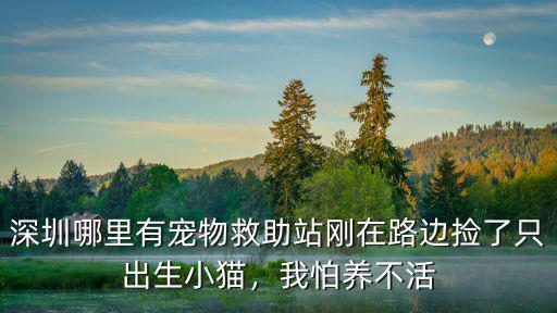 深圳哪里有領養動物,深圳哪里有寵物救助站