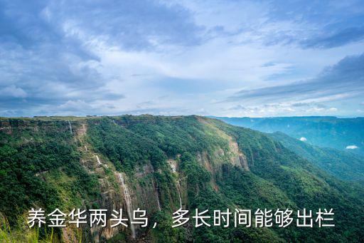 養金華兩頭烏，多長時間能夠出欄