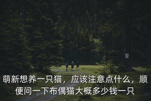 嘉興布偶貓價格多少錢一只,萌新想養一只貓