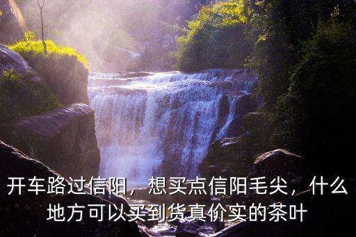 廣州買信陽毛尖在哪里,正宗信陽毛尖在哪買放心