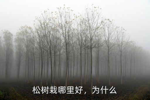 惠州哪里有種松樹(shù),種植松樹(shù)有什么利用價(jià)值
