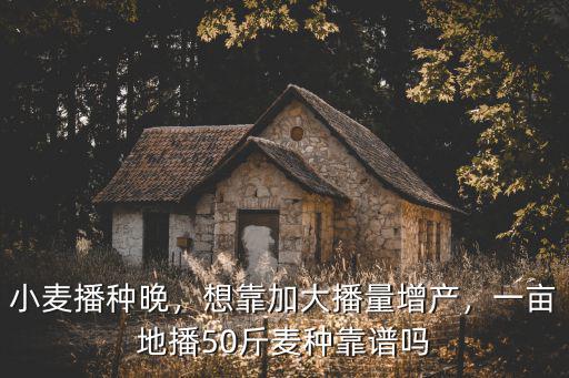 山東小麥一畝地用多少麥種,一畝地播50斤麥種靠譜嗎