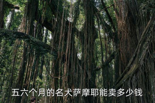 梅州薩摩耶多少錢,純種薩摩耶多少錢