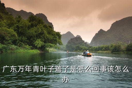 怎么救活廣東萬年青,盆栽的廣東萬年青