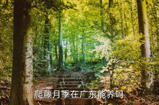 在廣東月季冬天怎么養,爬藤月季在廣東能養嗎