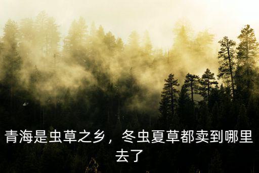 青海是蟲草之鄉，冬蟲夏草都賣到哪里去了