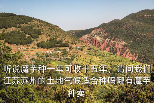 江蘇種地一年收多少錢,聽說魔芋種一年可收十五年