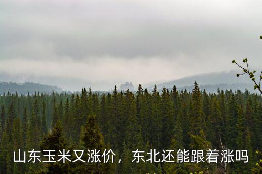山東玉米又漲價，東北還能跟著漲嗎