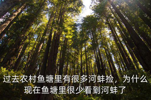 過(guò)去農(nóng)村魚塘里有很多河蚌撿，為什么現(xiàn)在魚塘里很少看到河蚌了
