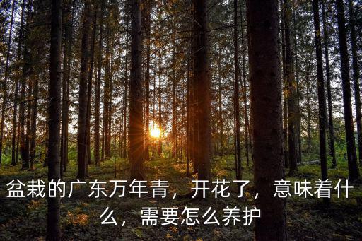 盆栽的廣東萬年青，開花了，意味著什么，需要怎么養護