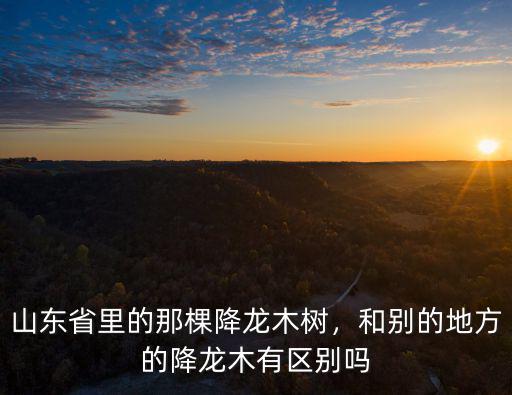 濟寧最大的樹多少棵,山東省里的那棵降龍木樹
