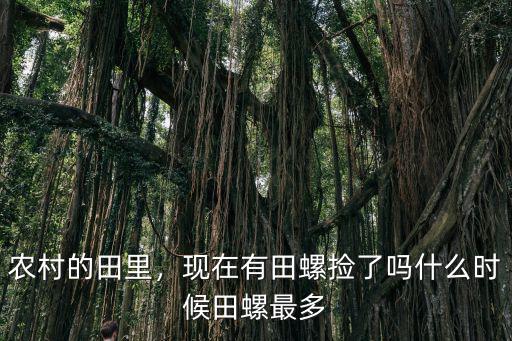 農(nóng)村的田里，現(xiàn)在有田螺撿了嗎什么時候田螺最多