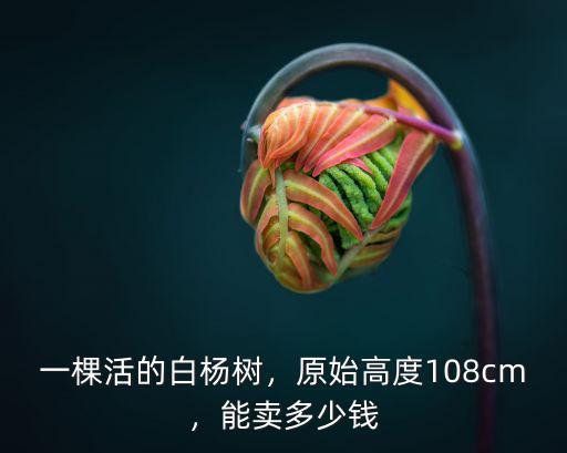 山東白楊多少錢一棵,一畝地收益有多少