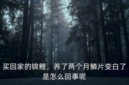 廣州錦鯉變色了怎么回事,買回家的錦鯉