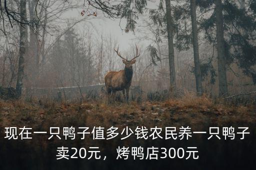 德州玉菇鴨多少錢一只,現(xiàn)在一只鴨子值多少錢
