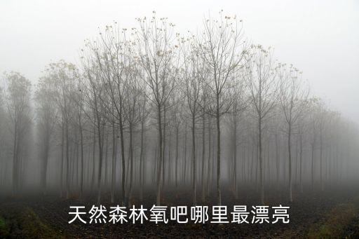廣東森林氧吧在哪里,廣東夏天去哪里避暑比較好