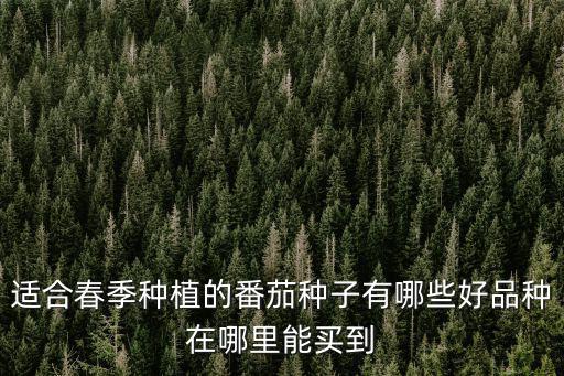 珠海哪里有賣西紅柿種子的,哪里有耐熱大紅番茄種子賣