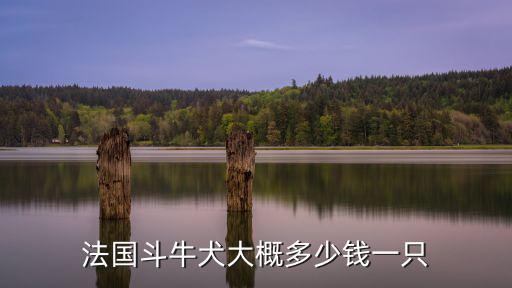 珠海法斗犬多少錢一只,法國斗牛犬大概多少錢一只