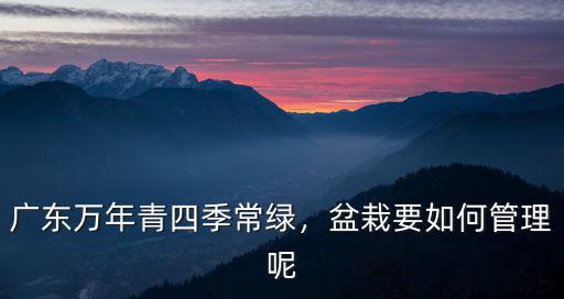 廣東萬年青四季常綠，盆栽要如何管理呢