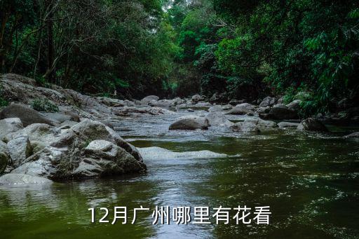 廣州11月哪里有格桑花,12月廣州哪里有花看