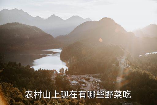 農村山上現在有哪些野菜吃