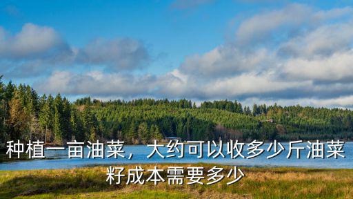 山東種油菜一畝地能收多少油菜籽,種植一畝油菜