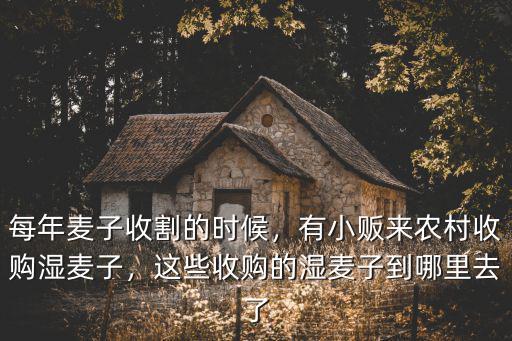 每年麥子收割的時候，有小販來農村收購濕麥子，這些收購的濕麥子到哪里去了