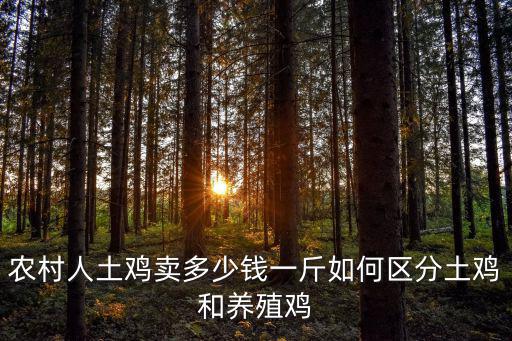 清遠麻雞散養(yǎng)多少錢一斤,農村人土雞賣多少錢一斤
