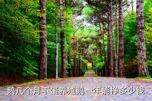 廣東清遠小鵝多少錢,養殖鵝一年能掙多少錢