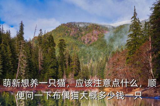 萌新想養(yǎng)一只貓，應(yīng)該注意點(diǎn)什么，順便問一下布偶貓大概多少錢一只