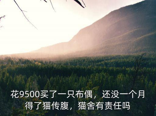 廣東布偶貓多少錢一只,萌新想養一只貓