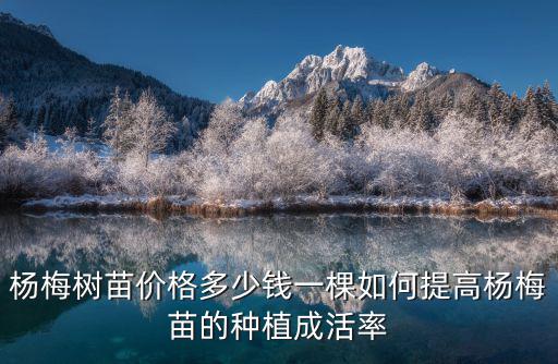 浙江東魁楊梅樹(shù)苗多少錢(qián)一棵,楊梅樹(shù)苗價(jià)格多少錢(qián)一棵