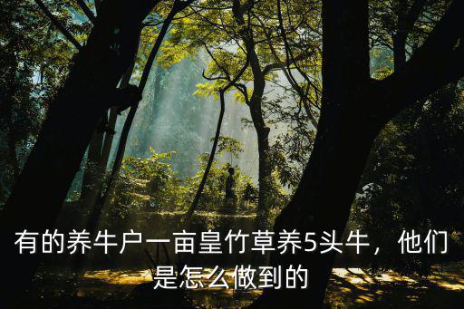 有的養牛戶一畝皇竹草養5頭牛，他們是怎么做到的