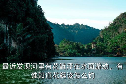 最近發(fā)現(xiàn)河里有花鰱浮在水面游動，有誰知道花鰱該怎么釣