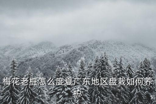 廣東四季梅怎么養(yǎng)護(hù),梅花老樁怎么度夏