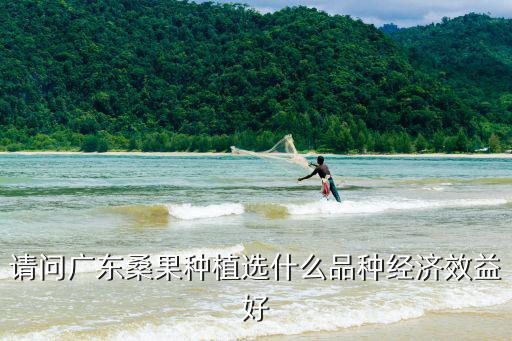 請問廣東桑果種植選什么品種經濟效益好